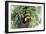 Hidden Habitat-Staffan Widstrand-Framed Giclee Print