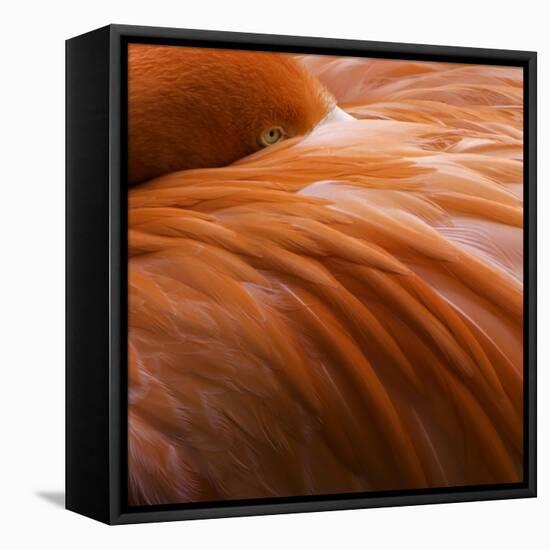 Hidden in Pink-John Souza-Framed Premier Image Canvas