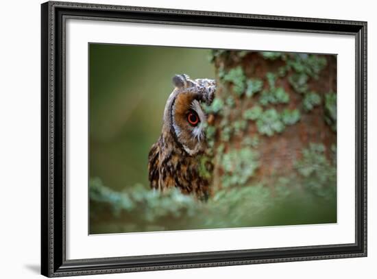 Hidden Portrait Long-Eared Owl with Big Orange Eyes behind Larch Tree Trunk, Wild Animal in the Nat-Ondrej Prosicky-Framed Photographic Print