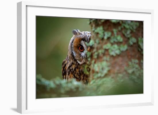 Hidden Portrait Long-Eared Owl with Big Orange Eyes behind Larch Tree Trunk, Wild Animal in the Nat-Ondrej Prosicky-Framed Photographic Print