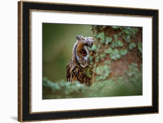Hidden Portrait Long-Eared Owl with Big Orange Eyes behind Larch Tree Trunk, Wild Animal in the Nat-Ondrej Prosicky-Framed Photographic Print