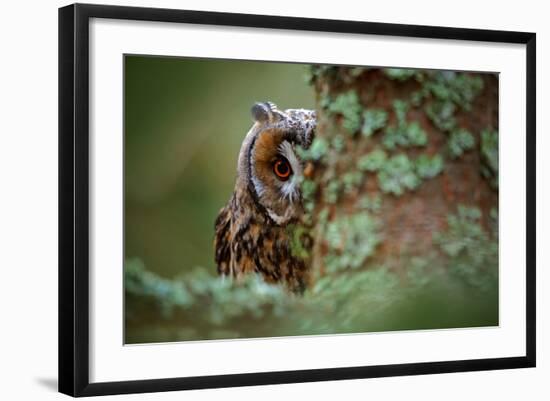 Hidden Portrait Long-Eared Owl with Big Orange Eyes behind Larch Tree Trunk, Wild Animal in the Nat-Ondrej Prosicky-Framed Photographic Print