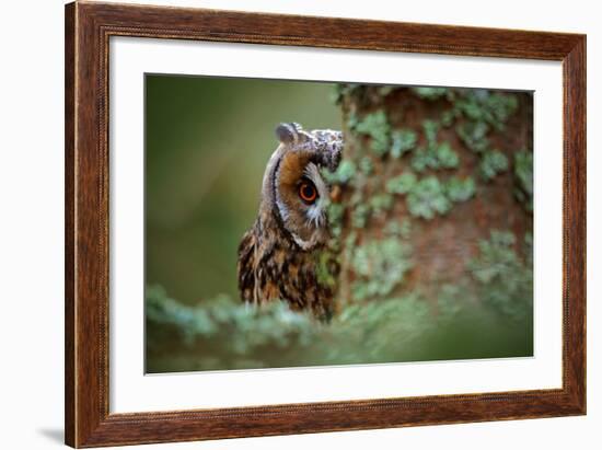 Hidden Portrait Long-Eared Owl with Big Orange Eyes behind Larch Tree Trunk, Wild Animal in the Nat-Ondrej Prosicky-Framed Photographic Print