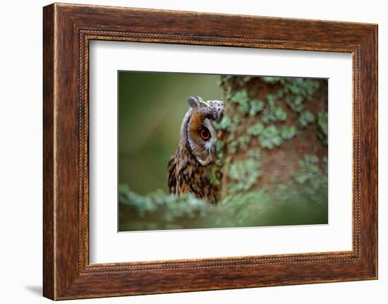 Hidden Portrait Long-Eared Owl with Big Orange Eyes behind Larch Tree Trunk, Wild Animal in the Nat-Ondrej Prosicky-Framed Photographic Print