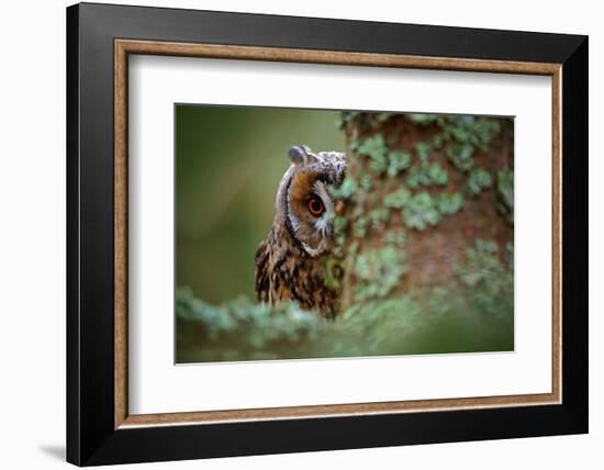 Hidden Portrait Long-Eared Owl with Big Orange Eyes behind Larch Tree Trunk, Wild Animal in the Nat-Ondrej Prosicky-Framed Photographic Print