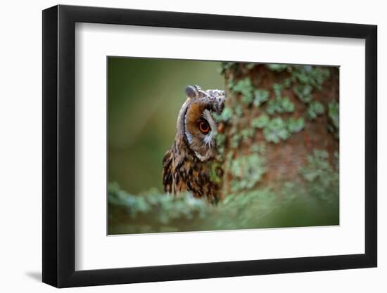 Hidden Portrait Long-Eared Owl with Big Orange Eyes behind Larch Tree Trunk, Wild Animal in the Nat-Ondrej Prosicky-Framed Photographic Print