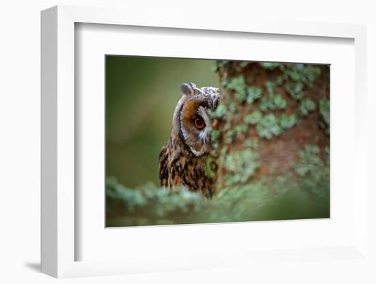 Hidden Portrait Long-Eared Owl with Big Orange Eyes behind Larch Tree Trunk, Wild Animal in the Nat-Ondrej Prosicky-Framed Photographic Print