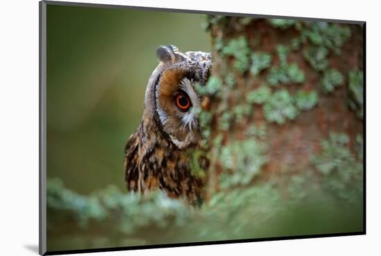 Hidden Portrait Long-Eared Owl with Big Orange Eyes behind Larch Tree Trunk, Wild Animal in the Nat-Ondrej Prosicky-Mounted Photographic Print