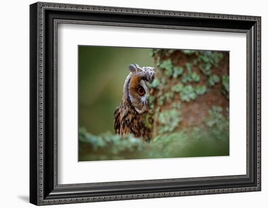 Hidden Portrait Long-Eared Owl with Big Orange Eyes behind Larch Tree Trunk, Wild Animal in the Nat-Ondrej Prosicky-Framed Photographic Print