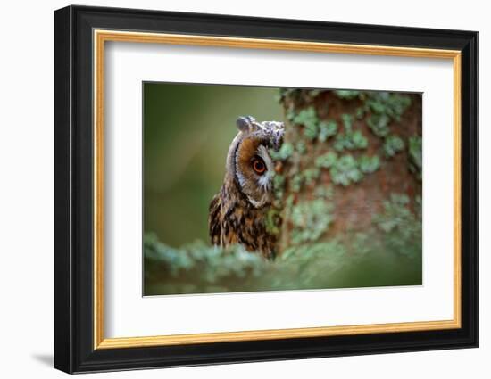 Hidden Portrait Long-Eared Owl with Big Orange Eyes behind Larch Tree Trunk, Wild Animal in the Nat-Ondrej Prosicky-Framed Photographic Print