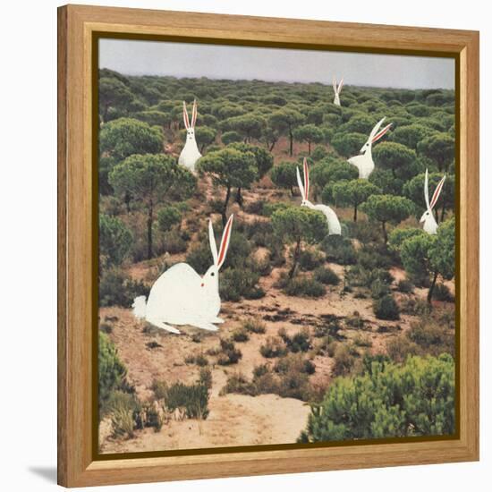 Hide and Peek-Danielle Kroll-Framed Premier Image Canvas