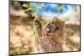 Photographic Print