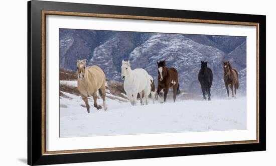 Hideout Ranch, Shell, Wyoming. Horse running through the snow.-Darrell Gulin-Framed Photographic Print