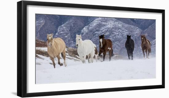 Hideout Ranch, Shell, Wyoming. Horse running through the snow.-Darrell Gulin-Framed Photographic Print