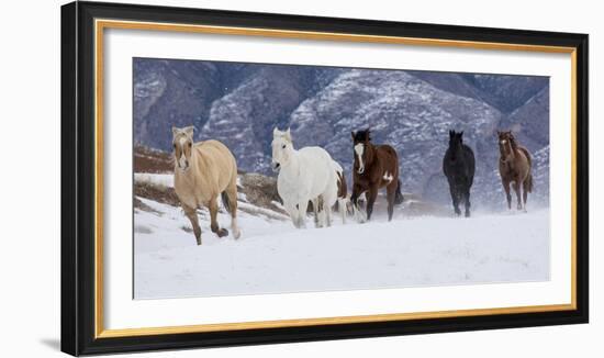 Hideout Ranch, Shell, Wyoming. Horse running through the snow.-Darrell Gulin-Framed Photographic Print