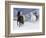 Hideout Ranch, Shell, Wyoming. Horse running through the snow.-Darrell Gulin-Framed Photographic Print