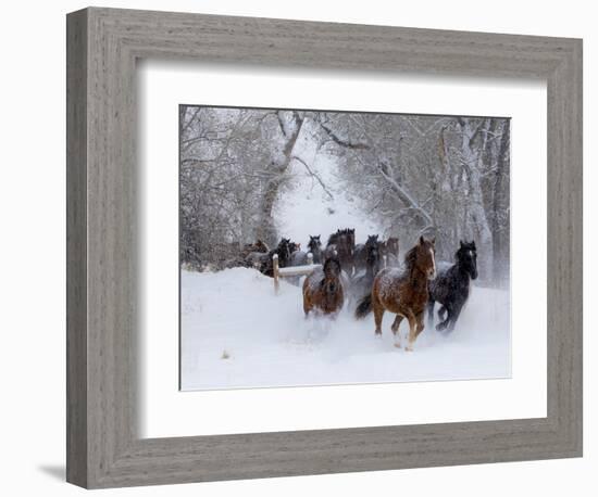 Hideout Ranch, Shell, Wyoming. Horse running through the snow.-Darrell Gulin-Framed Photographic Print