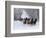 Hideout Ranch, Shell, Wyoming. Horse running through the snow.-Darrell Gulin-Framed Photographic Print