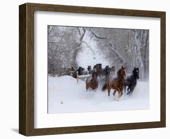 Hideout Ranch, Shell, Wyoming. Horse running through the snow.-Darrell Gulin-Framed Photographic Print