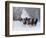 Hideout Ranch, Shell, Wyoming. Horse running through the snow.-Darrell Gulin-Framed Photographic Print