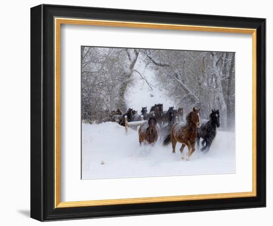 Hideout Ranch, Shell, Wyoming. Horse running through the snow.-Darrell Gulin-Framed Photographic Print