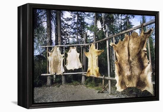 Hides Stretched over Wooden Racks for Tanning. Alaska (PR)-Angel Wynn-Framed Premier Image Canvas