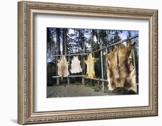 Hides Stretched over Wooden Racks for Tanning. Alaska (PR)-Angel Wynn-Framed Photographic Print