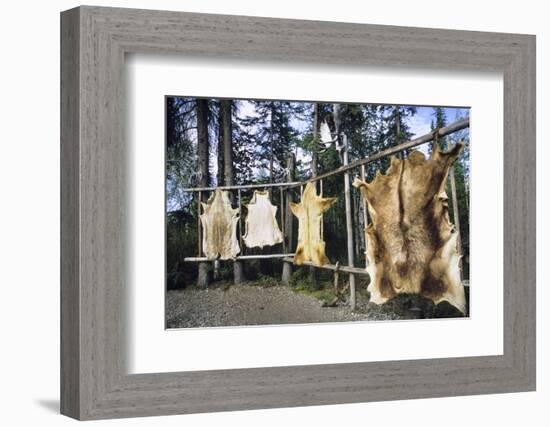 Hides Stretched over Wooden Racks for Tanning. Alaska (PR)-Angel Wynn-Framed Photographic Print