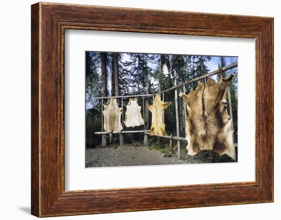 Hides Stretched over Wooden Racks for Tanning. Alaska (PR)-Angel Wynn-Framed Photographic Print