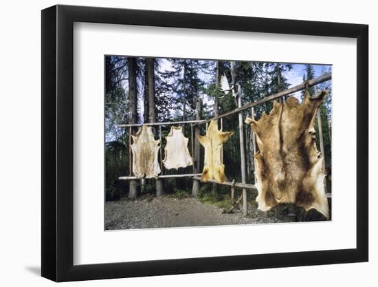 Hides Stretched over Wooden Racks for Tanning. Alaska (PR)-Angel Wynn-Framed Photographic Print