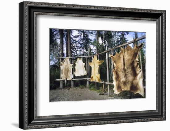 Hides Stretched over Wooden Racks for Tanning. Alaska (PR)-Angel Wynn-Framed Photographic Print