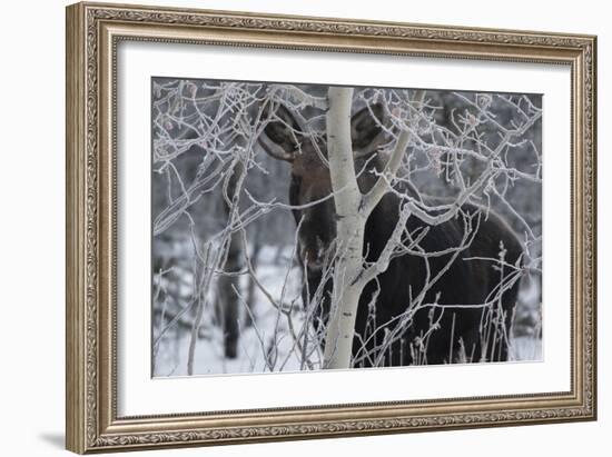 Hiding Moose-Brenda Petrella Photography LLC-Framed Giclee Print