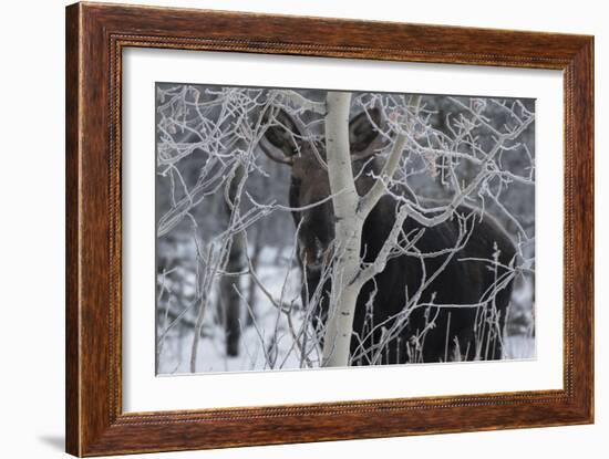 Hiding Moose-Brenda Petrella Photography LLC-Framed Giclee Print