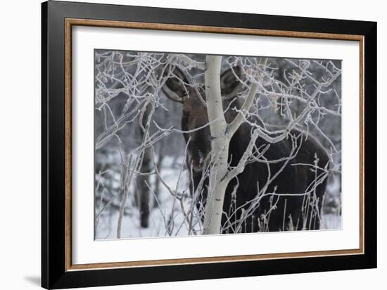 Hiding Moose-Brenda Petrella Photography LLC-Framed Giclee Print