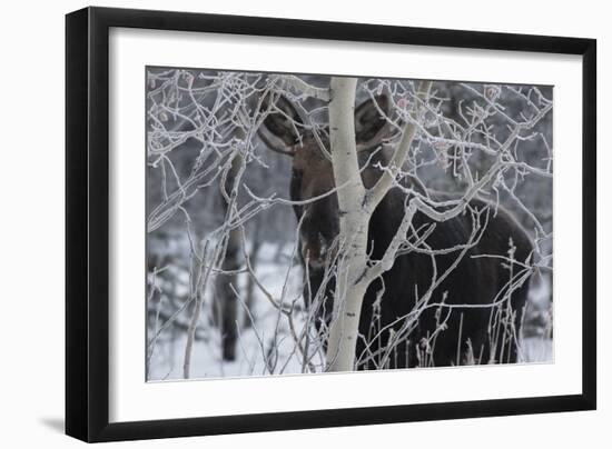 Hiding Moose-Brenda Petrella Photography LLC-Framed Giclee Print