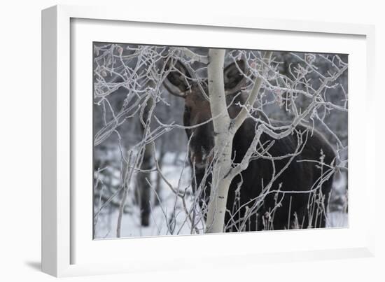 Hiding Moose-Brenda Petrella Photography LLC-Framed Giclee Print