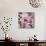 Hiding Racoon-Gigi Begin-Mounted Premium Giclee Print displayed on a wall