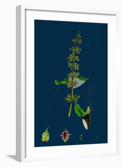 Hieracium Pilosella; Mouse-Ear Hawkweed-null-Framed Giclee Print