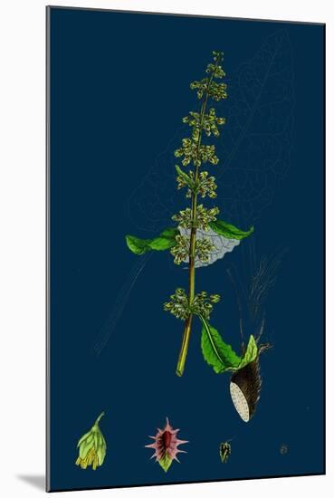 Hieracium Pilosella; Mouse-Ear Hawkweed-null-Mounted Giclee Print