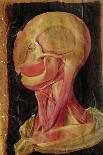 An Animal in the Womb, 1738-Hieronymus Fabricius ab Aquapendente-Framed Giclee Print