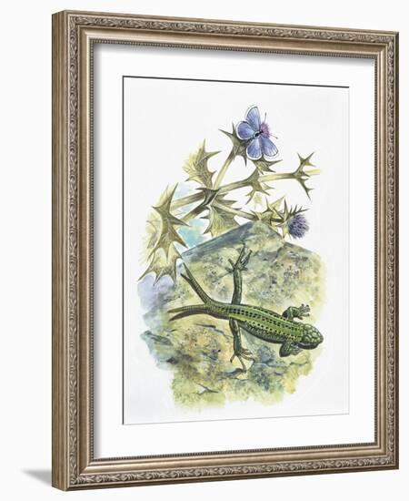 High Angle View of a Wall Lizard-null-Framed Giclee Print