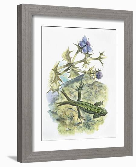 High Angle View of a Wall Lizard-null-Framed Giclee Print