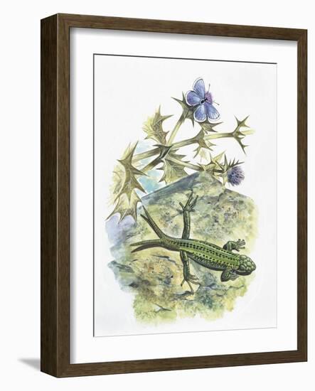 High Angle View of a Wall Lizard-null-Framed Giclee Print