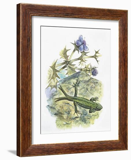 High Angle View of a Wall Lizard-null-Framed Giclee Print