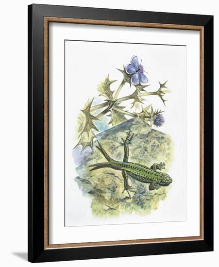 High Angle View of a Wall Lizard-null-Framed Giclee Print