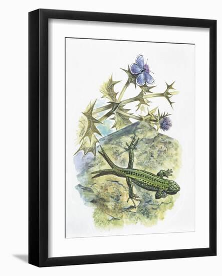 High Angle View of a Wall Lizard-null-Framed Giclee Print