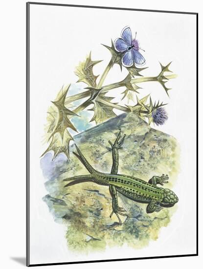 High Angle View of a Wall Lizard-null-Mounted Giclee Print