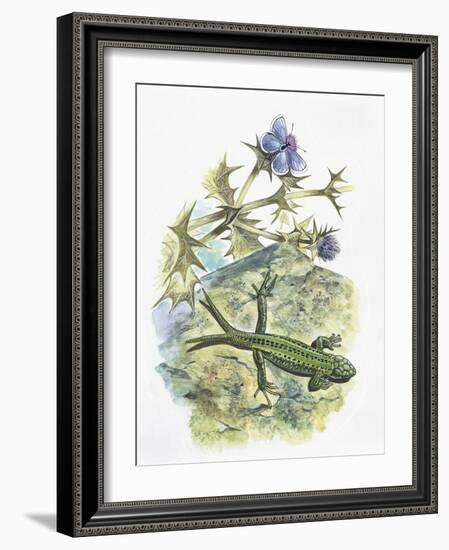 High Angle View of a Wall Lizard-null-Framed Giclee Print