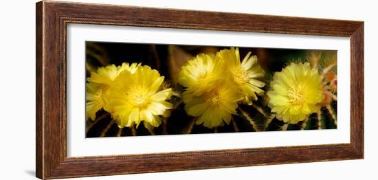 High Angle View of Cactus Flowers-null-Framed Photographic Print