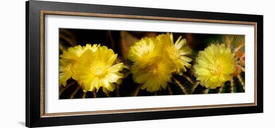 High Angle View of Cactus Flowers-null-Framed Photographic Print